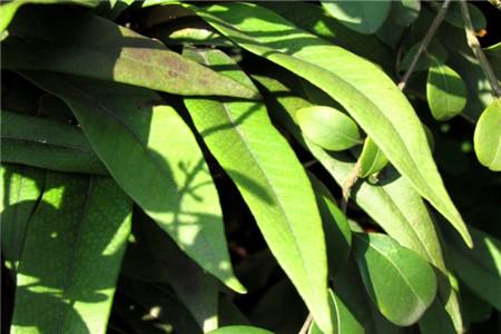 石苇的功效与作用