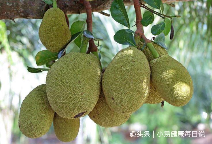 介绍的野果木菠萝又叫菠萝蜜,是补中益气的民间仙果,营养药用价值双高