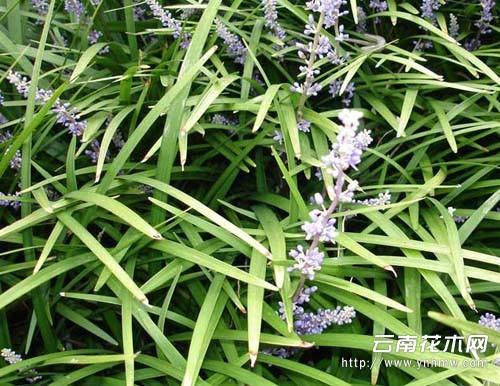 吉祥草的养殖方法_吉祥草怎么养_吉祥草图片