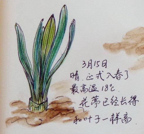 洋水仙乌龙事件_自然笔记·吕氏语文