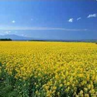 60后微信头像花朵【请单击右键保存头像】