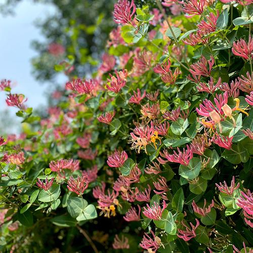 鼹鼠园艺家进口金银金银花花苗红花忍冬芳香藤本花卉