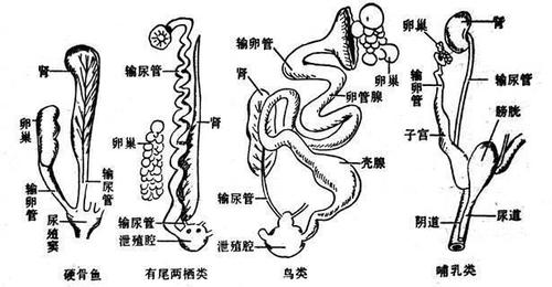 由于公鸡没有丁丁,它和母鸡的交配方式只是简单的泄殖墙慌 .