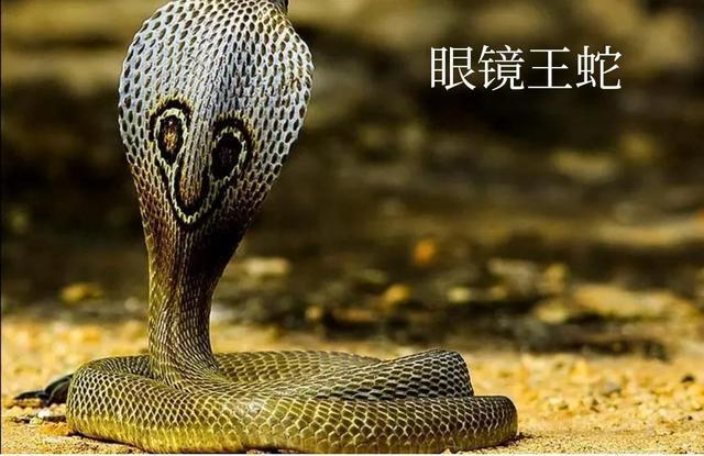 教你认识我国常见蛇的名称形状生活习性攻击特点和基本价值