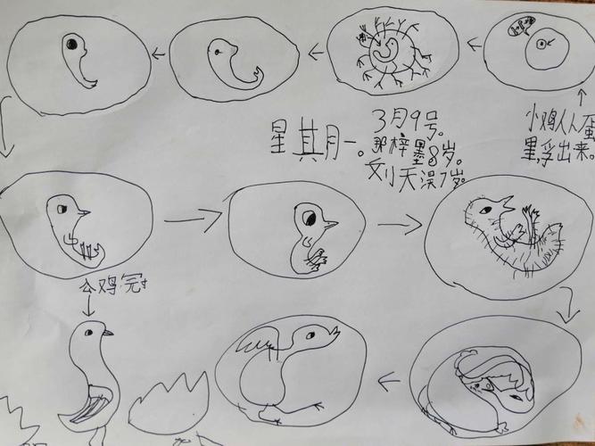 这是我记录的小鸡的孵化过程的书我是不是很厉害