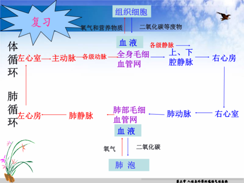 第三节-人体及外界环境气体交换.ppt