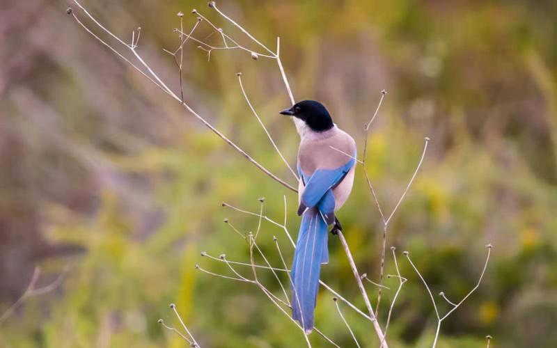 科普| 北京鸦科鸟类——"鹊"实不同