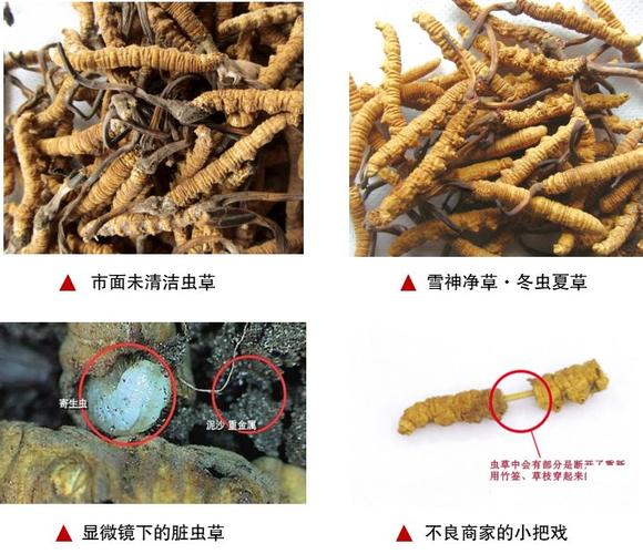 雪神"净草"冬虫夏草,是通过一系列综合的科学处理办法(包括:选材