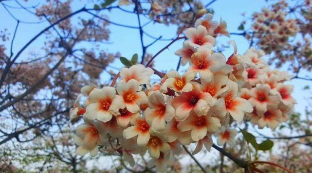 去青天坪,走一个桐子春