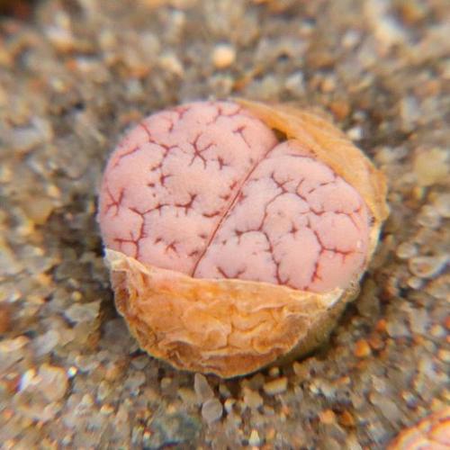 购客一物一拍 生石花荒玉c189 脑纹荒c189 2年苗子干养皮实 考拉农场