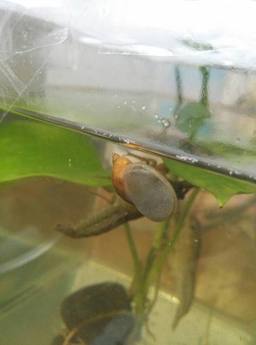 是田螺的卵,螺类的是排列包裹在一个卵囊之中,而鱼类的卵都是一个个