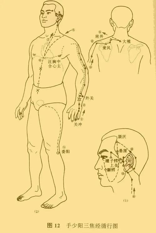 中医推拿之十二经脉详解图附具体穴位定位跟经脉走向