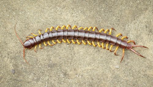 常见的蜈蚣种类