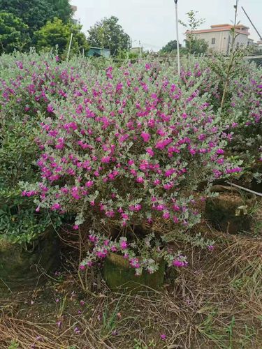 盆栽红花玉芙蓉球1.3米高多花灌纵花苗中山基地直销