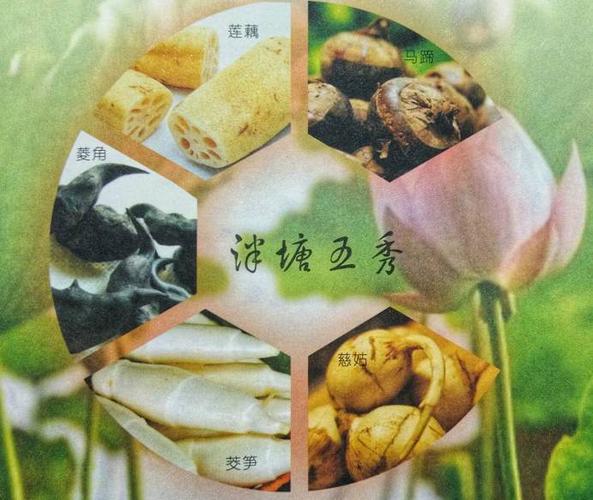 泮塘五秀而关于黄边鸡心柿无核,当地人还有另外一个神奇的传说.