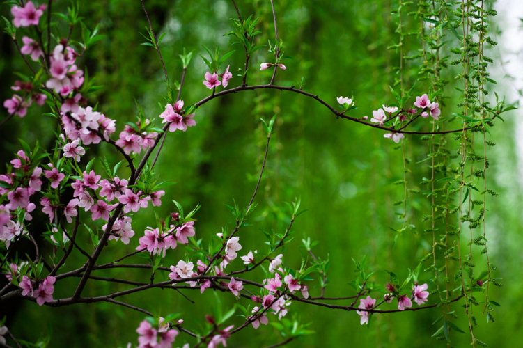 清明之柳花:万条垂下绿丝绦