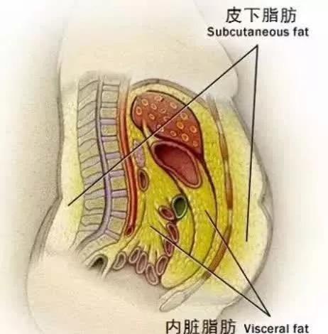 另一类看不见的则是 内脏脂肪,它们将我们的各种内脏,如肝,胰,胃,肠道
