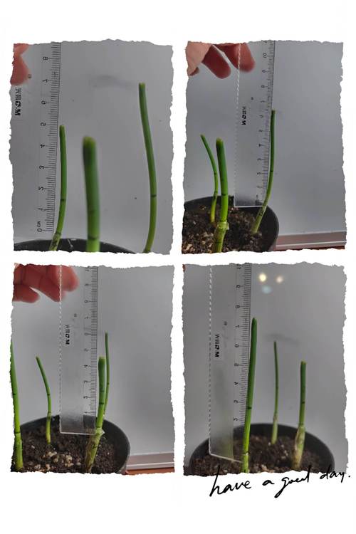 小葱的成长记录