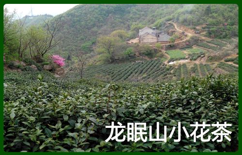 正品桐城小花茶 明前头茶2017新茶龙眠山茶 250g包邮安庆桐城特产
