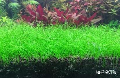 迷你矮珍珠用作前景草栽培,让它蔓延生长成一大片,彷佛绿地毯一般覆盖