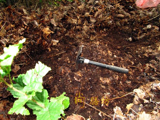 东北天然野生君子兰专用花卉营养土橡树叶土柞树叶土腐叶土腐殖土