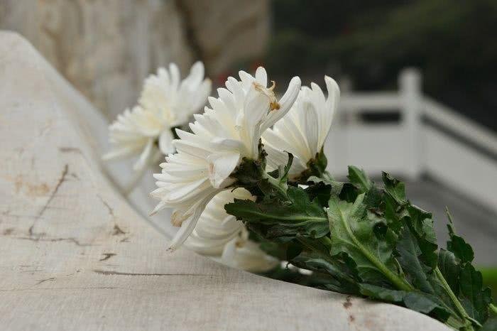 成华城管倡议 | 中元节, 缅怀新方式,祭祀新理念!