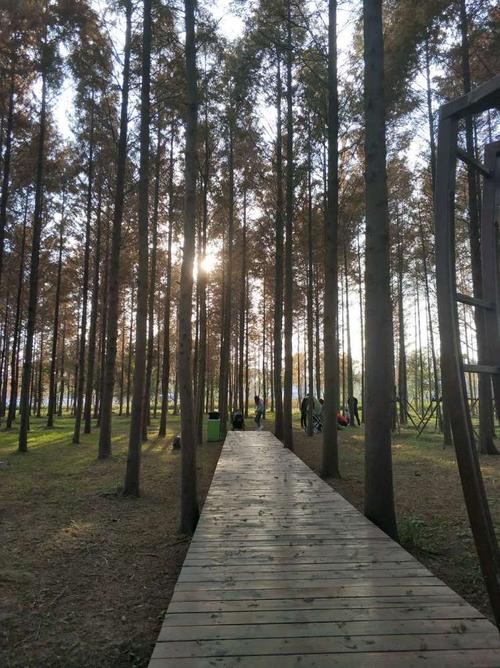 上海浦江郊野公园活力森林区