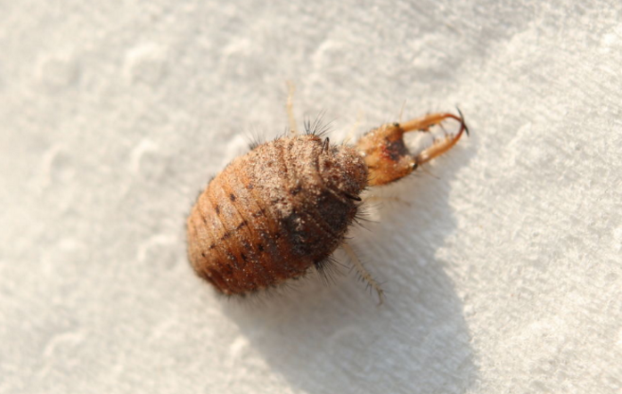 地牯牛的功效与作用