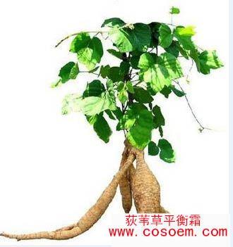 荻苇草平衡霜加工