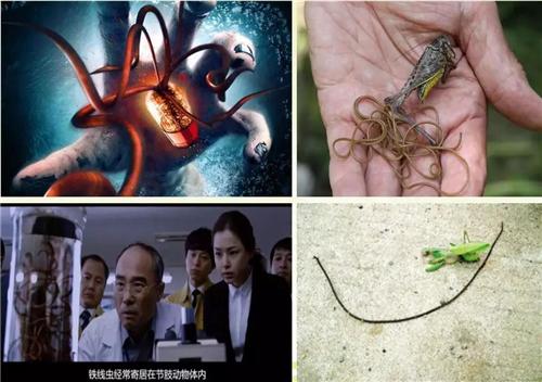 《寻虫环游记》第一站:广州管圆线虫