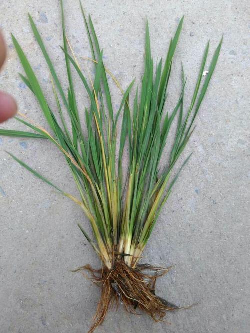 下乡记闻一:铜高尚可以预防多种水稻苗期病害!