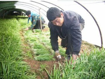 飞哥seo到底什么是割韭菜