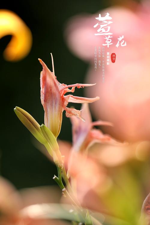 萱草花