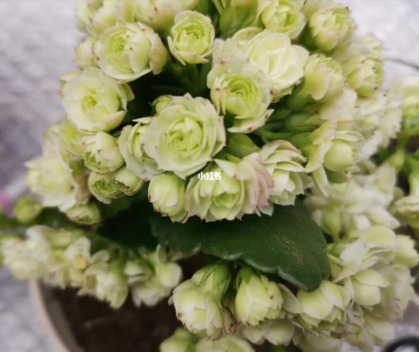 长寿花～绿巴黎_长寿花_家居家装_家居装饰_花艺