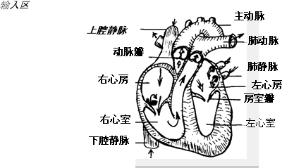 壁厚,弹性最大,管腔较小,血流速度最快,其功能为将血液从心脏输送到