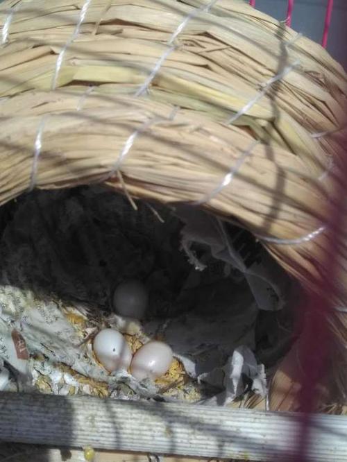 家里的珍珠鸟生蛋了,敷了很多天,发现蛋上一半白一半红红的,是什么