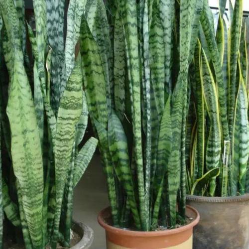 3月养虎皮兰,常用1种液肥,盆中不断冒新芽