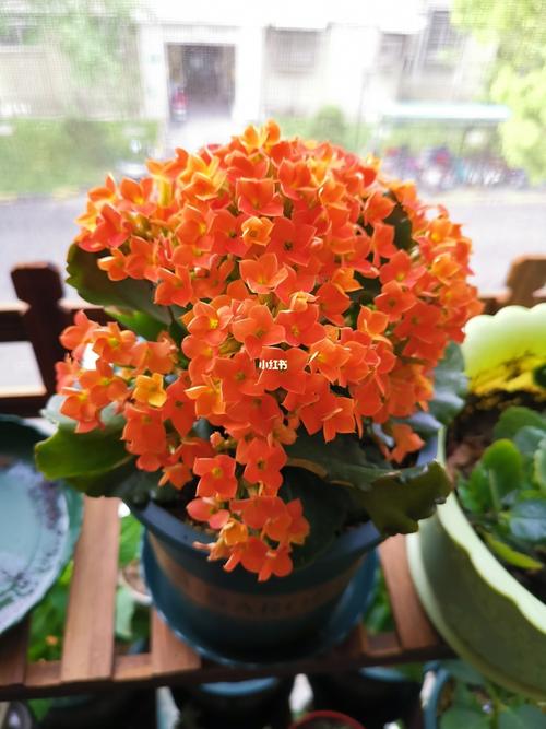 长寿花_长寿花_阳台_阳台花园_家居家装_家居装饰