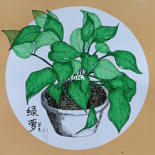 一年级-绿萝写生_绿萝_写生_儿童画_创意儿童画_人文