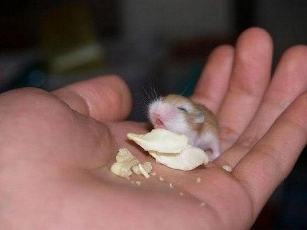 这些是世界上最小的动物,很多人都没见过!