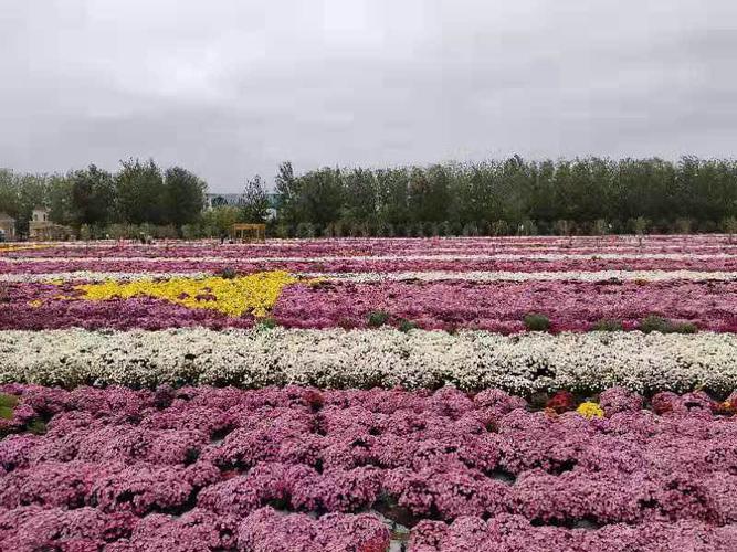 北辰区双街花卉博览园 2019年10月4日