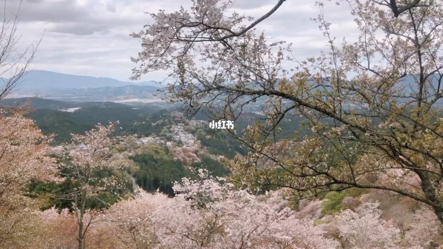 吉野山漫山遍野的樱花94_樱花_旅行地_发现宝藏旅行