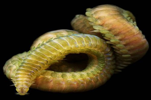 一种学名"clionelimacine"的海天使,是海蛤蝓家族成员.
