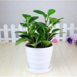 锻府御恭 豆瓣绿盆栽