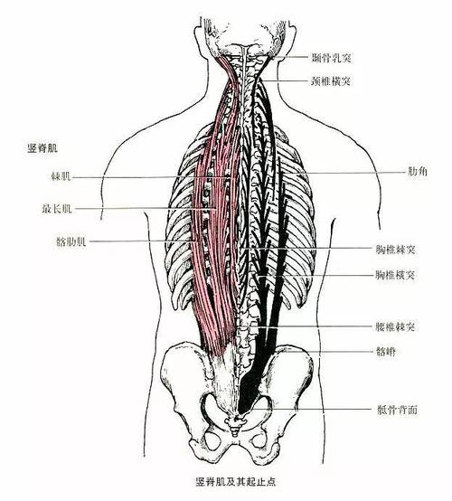 推荐一个很有效锻炼竖脊肌的体式: 蝗 虫 式