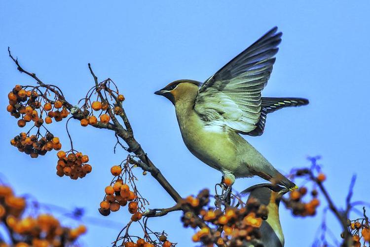 大批野生太平鸟飞到牡丹江越冬