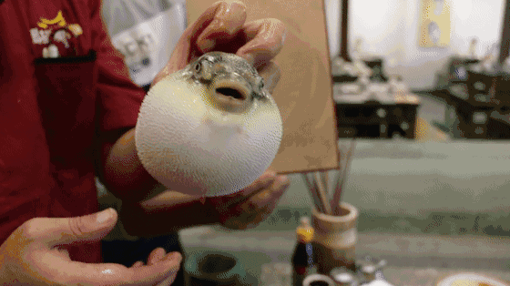 气鼓鼓的河豚 就像美丽的玫瑰花却带刺 所以 美味的鲜河豚却有毒 不过