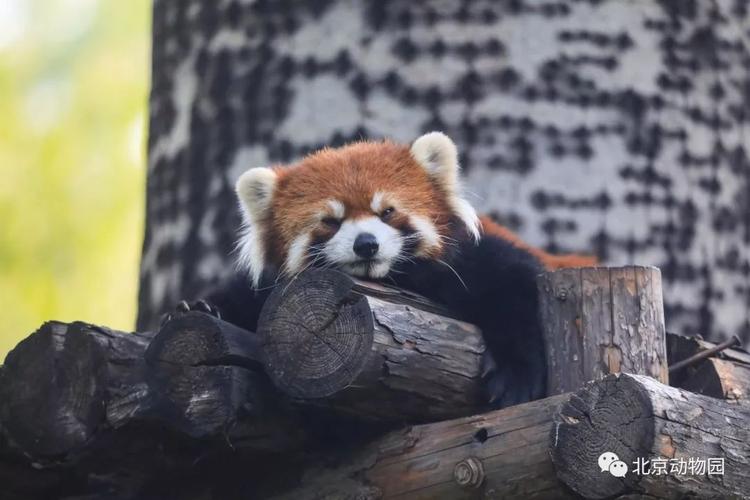 线上动物园它们叫小熊猫它们是一群圆滚滚