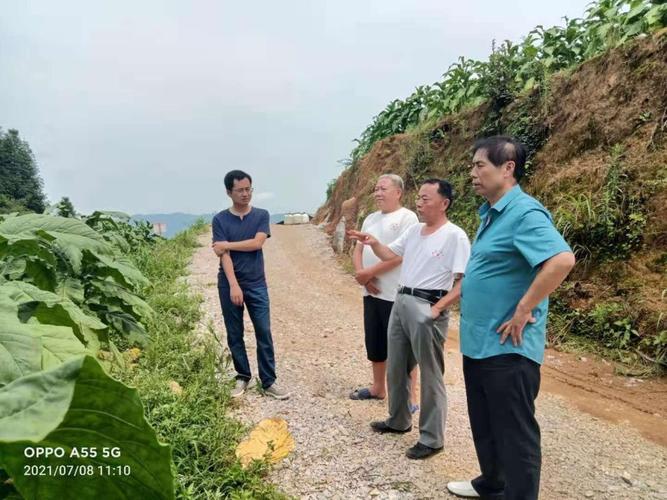 保靖县农业农村局重视产业发展-局党组书记朱亮实地查看烟叶生长情况