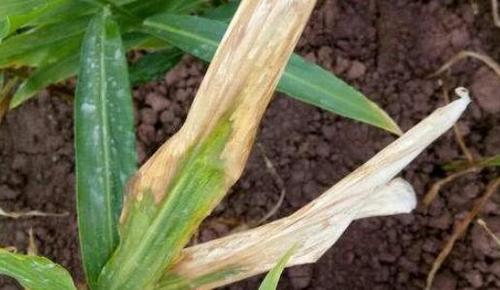 生姜干叶,到底是炭疽病还是叶枯病?